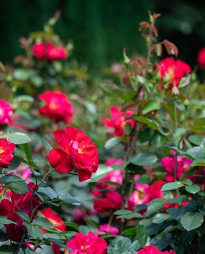 Rose 'Cinnamon Hearts™'