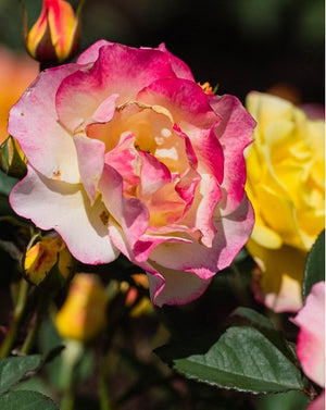 Rose 'Gumball Goody™'