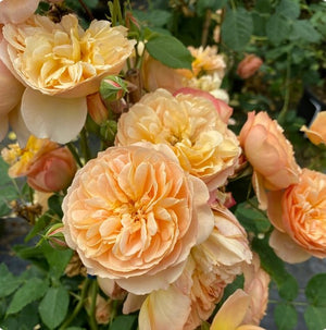 Rosa x 'Flavorette® Honey-Apricot'