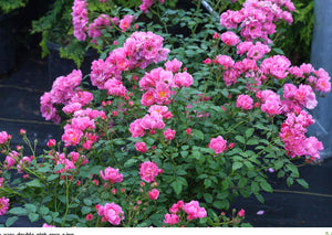 Rose Oso Easy® Double Pink