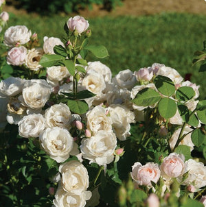 Rosa x 'Flavorette Pear'd®'