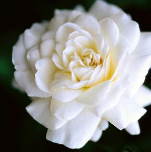 Rose Sea Foam