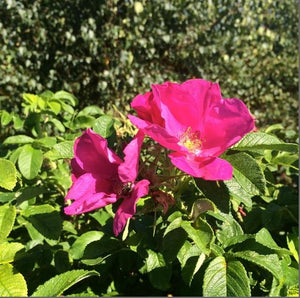 Rose rugosa