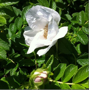 Rose rugosa 'Alba'