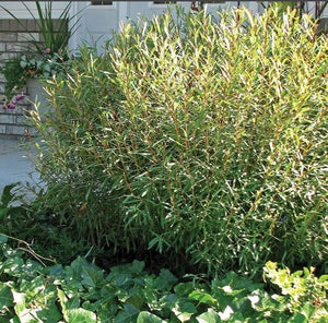 Willow 'Blue Arctic'
