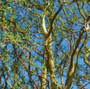 Willow 'Scarlet Curls'