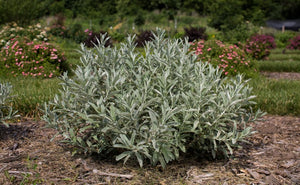 Salix 'Iceberg Alley®'