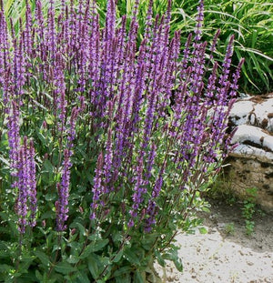 Salvia 'Caradonna'
