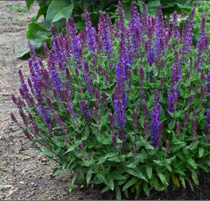 Salvia 'New Dimension Blue'