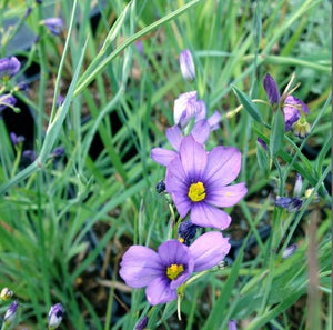 Blue-eyed Grass