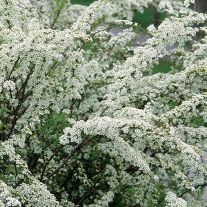 Spiraea x arguta 'Graciosa'