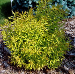 Spiraea thunbergii 'Mellow Yellow'