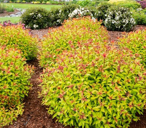 Spiraea japonica 'Rainbow Fizz™'