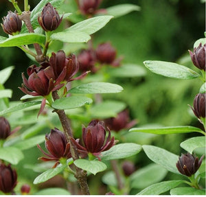 Sweetshrub Simply Scentsational