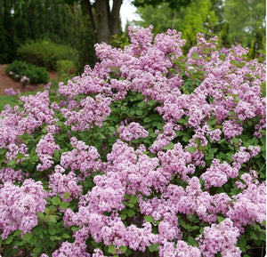 Syringa Bloomerang Purpink®'