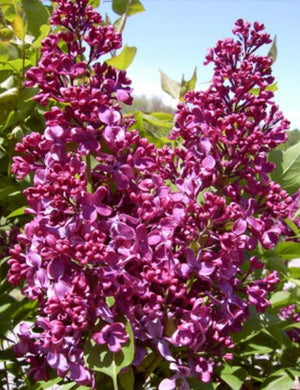 Lilac Monge