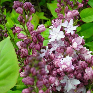 Lilac Agincourt Beauty