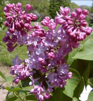 Lilac Belle de Nancy