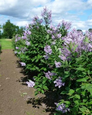 Lilac Donald Wyman