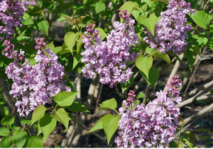 Syringa 'Scentara® Double Blue'