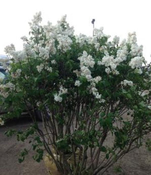 Lilac Mme Lemoine