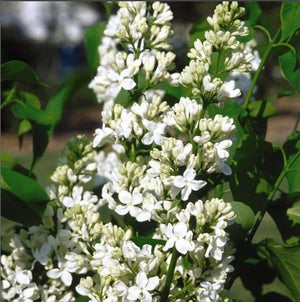Syringa 'Mount Baker'
