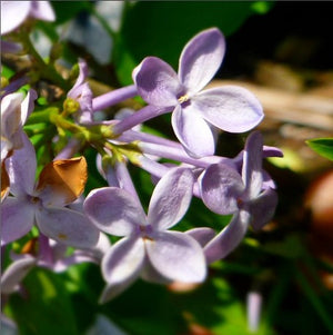Lilac Prairie Petite
