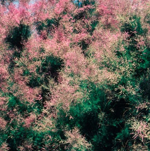 Tamarix 'Summer Glow'