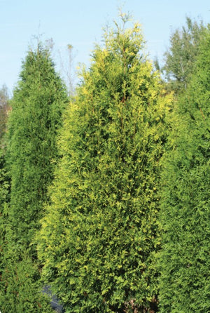 Thuja 'Polar Gold®'