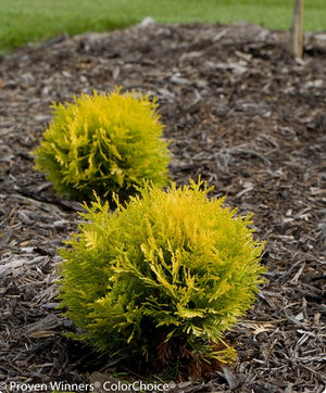 Thuja occidentalis 'Anna's Magic Ball'