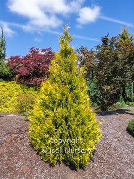 Thuja occidentalis 'Yellow Ribbon'