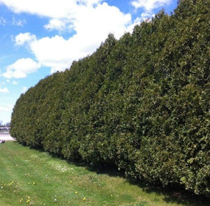 Thuja occidentalis 'Nigra'