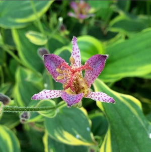 Tricyrtis 'Autumn Glow'