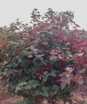 Viburnum Highbush Cranberry