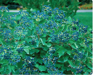 Viburnum Blue Muffin