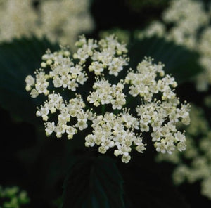 Viburnum Chicago Lustre