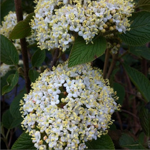 Viburnum Mohican