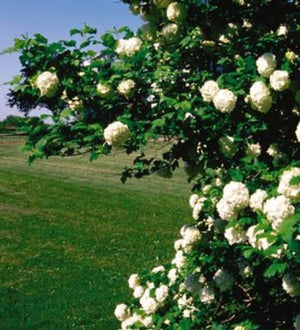 Viburnum opulus 'Sterile'