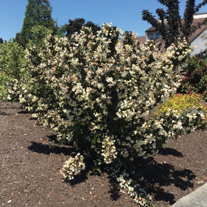 Weigela Tuxedo™