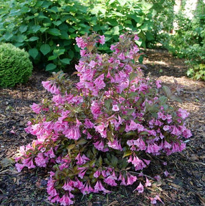 Weigela florida 'Sonic Bloom® Wine'