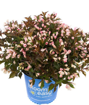 Weigela Afterglow®