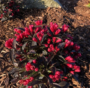 Weigela Electric Love®