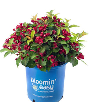 Weigela Maroon Swoon®