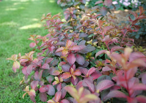 Weigela florida 'Midnight Sun®'