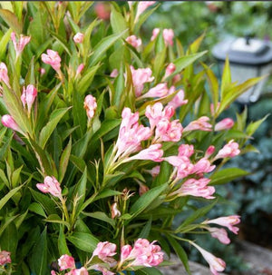 Weigela 'Peach Kisses™'