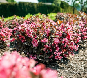 Weigela 'Stunner'