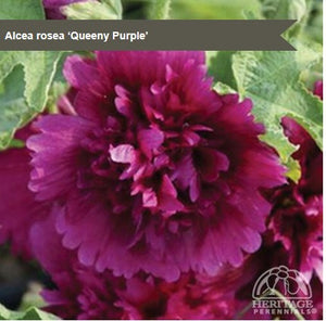 Alcea 'Queeny Purple'