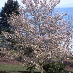 Amelanchier x grandiflora 'Princess Diana'