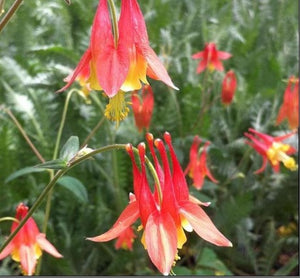 Aquilegia canadensis