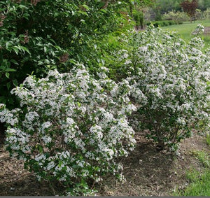 Aronia melanocarpa 'Low Scape Snowfire®'